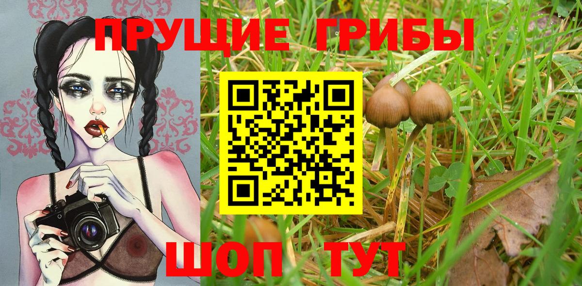 Галлюциногенные грибы Cubensis Котовск